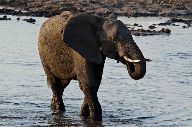 20 - Botswana - elefante - parque nacional de Chobe